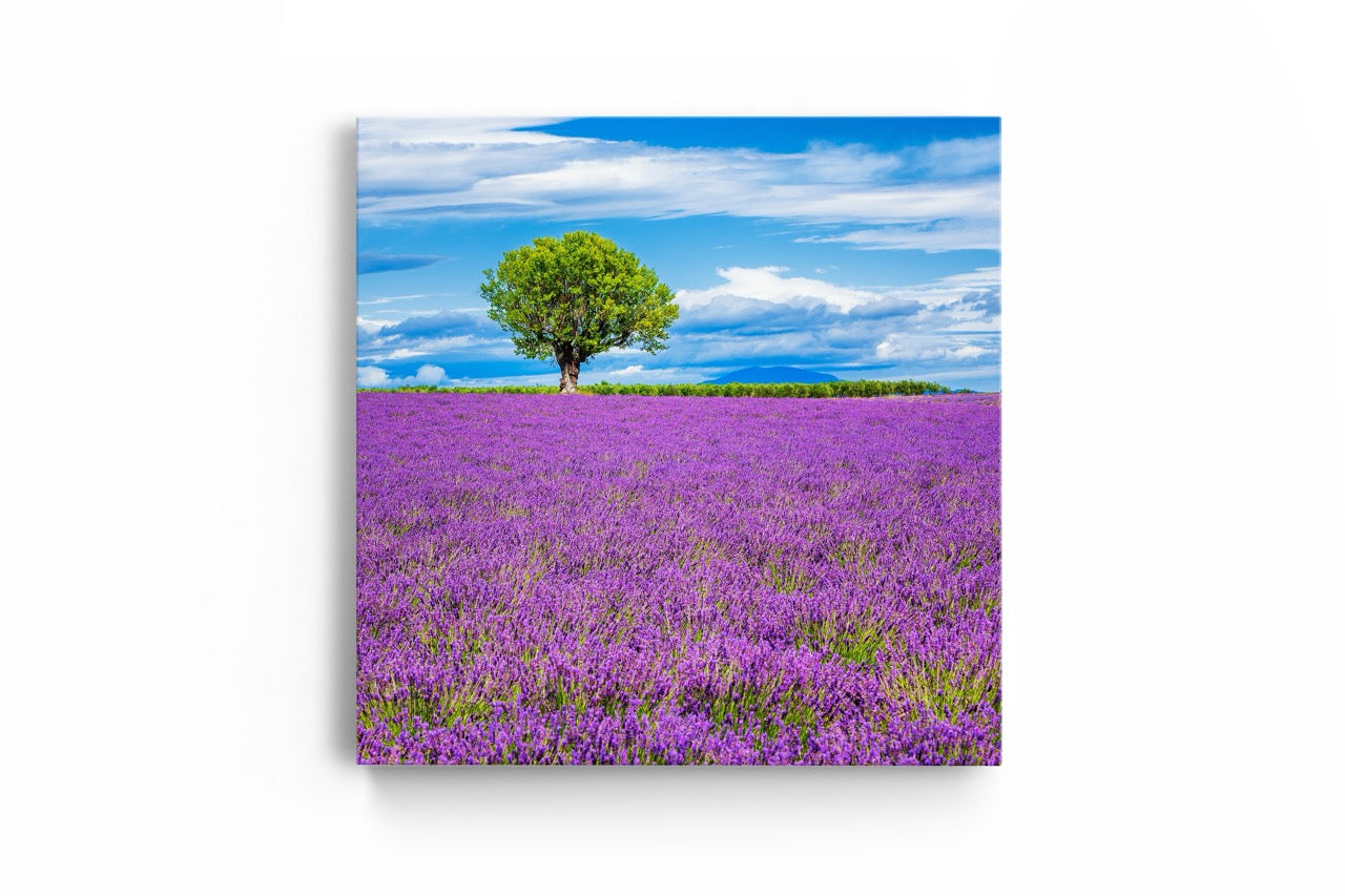 Tablou Canvas Lavanda