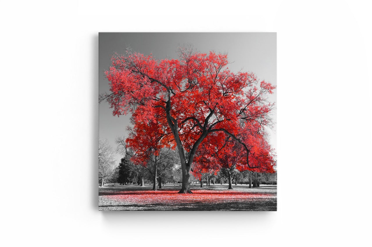 Tablou Canvas Red Tree II