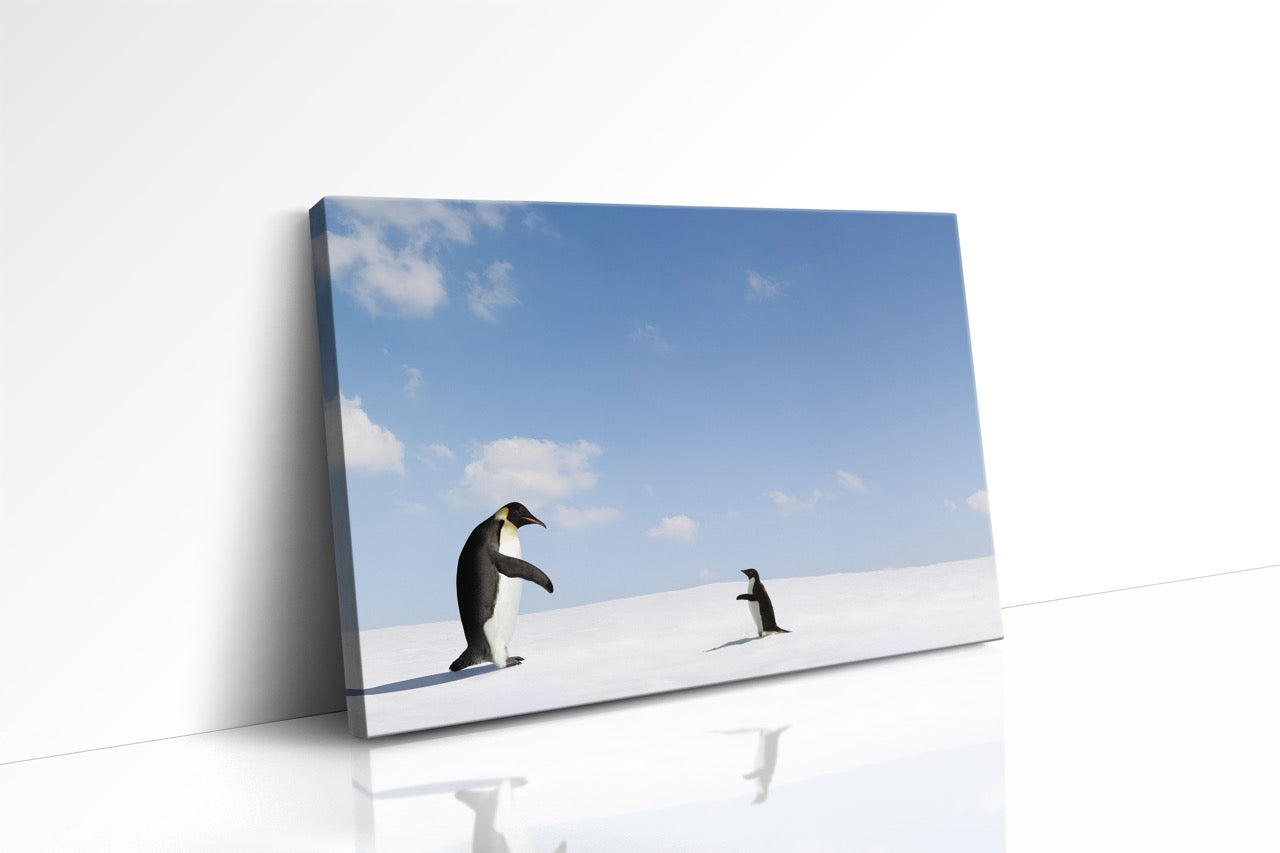 Tablou Canvas Pinguinii
