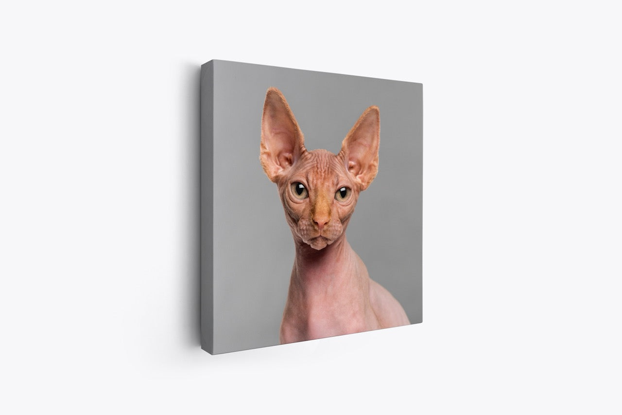Tablou Canvas Sphynx