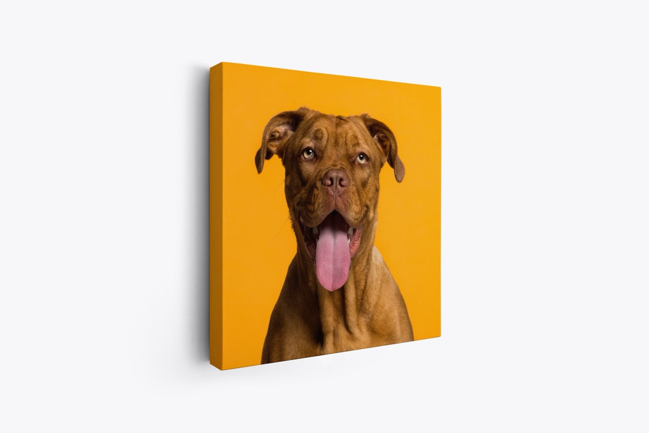 Tablou Canvas Câine Zâmbitor