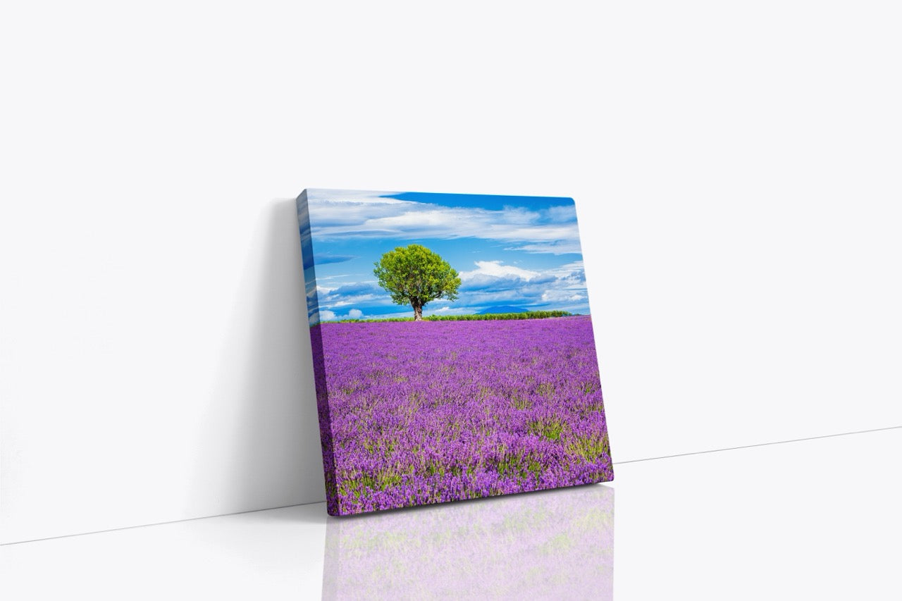 Tablou Canvas Lavanda