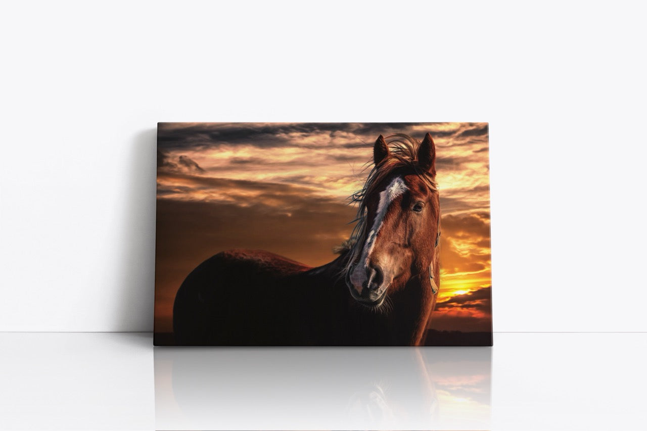 Tablou Canvas Cel Mai Bun Prieten Al Omului