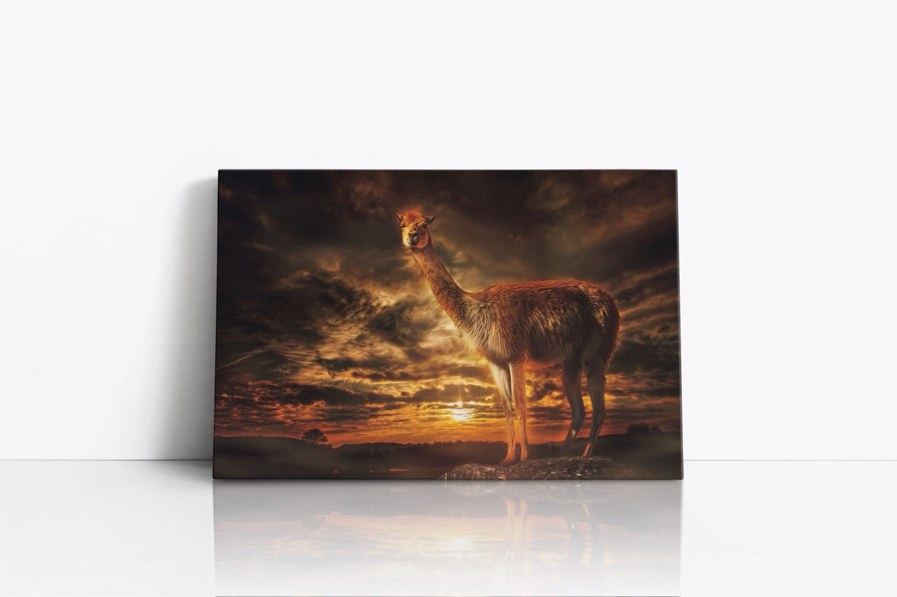 Tablou Canvas Lama