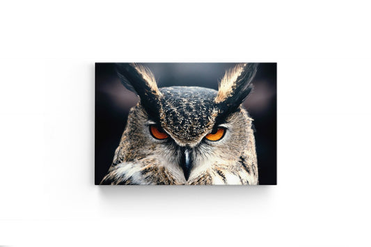 Tablou Canvas Privirea Bufniței