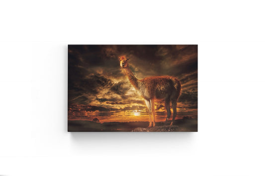Tablou Canvas Lama