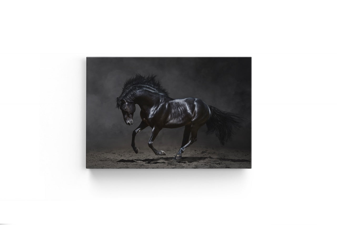 Tablou Canvas Calul Negru