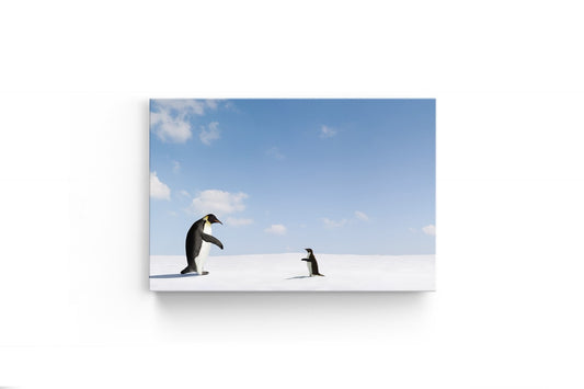 Tablou Canvas Pinguinii