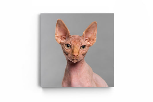 Tablou Canvas Sphynx