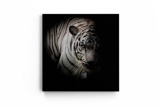 Tablou Canvas Tigru