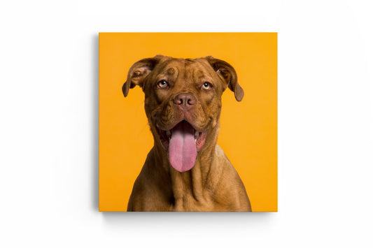 Tablou Canvas Câine Zâmbitor