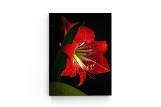 Tablouri Canvas Red Imperial