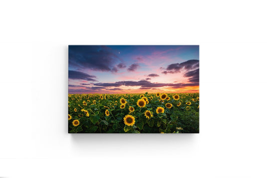 Tablou Canvas Sun Flower