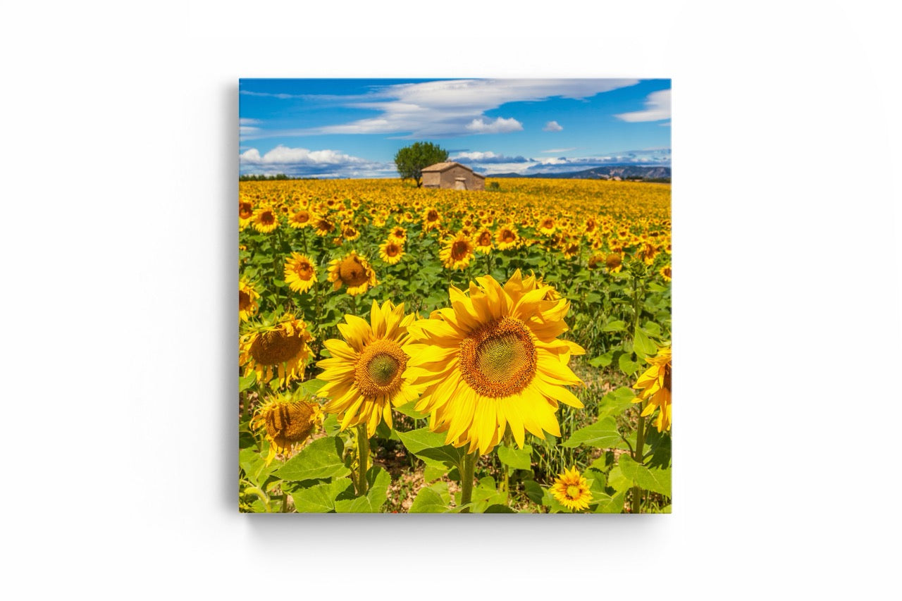 Tablou Canvas Sun Flower II