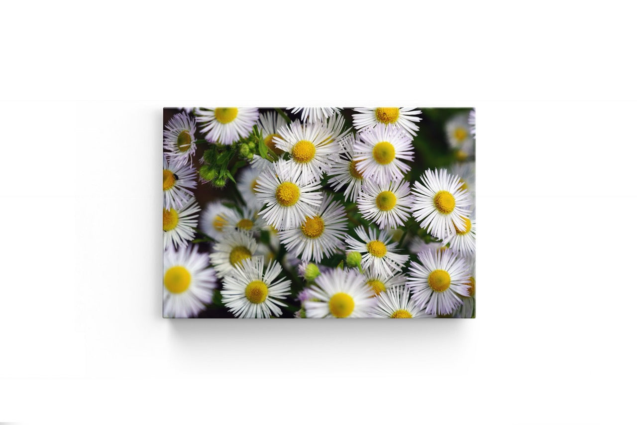 Tablou Canvas White Flower Wall