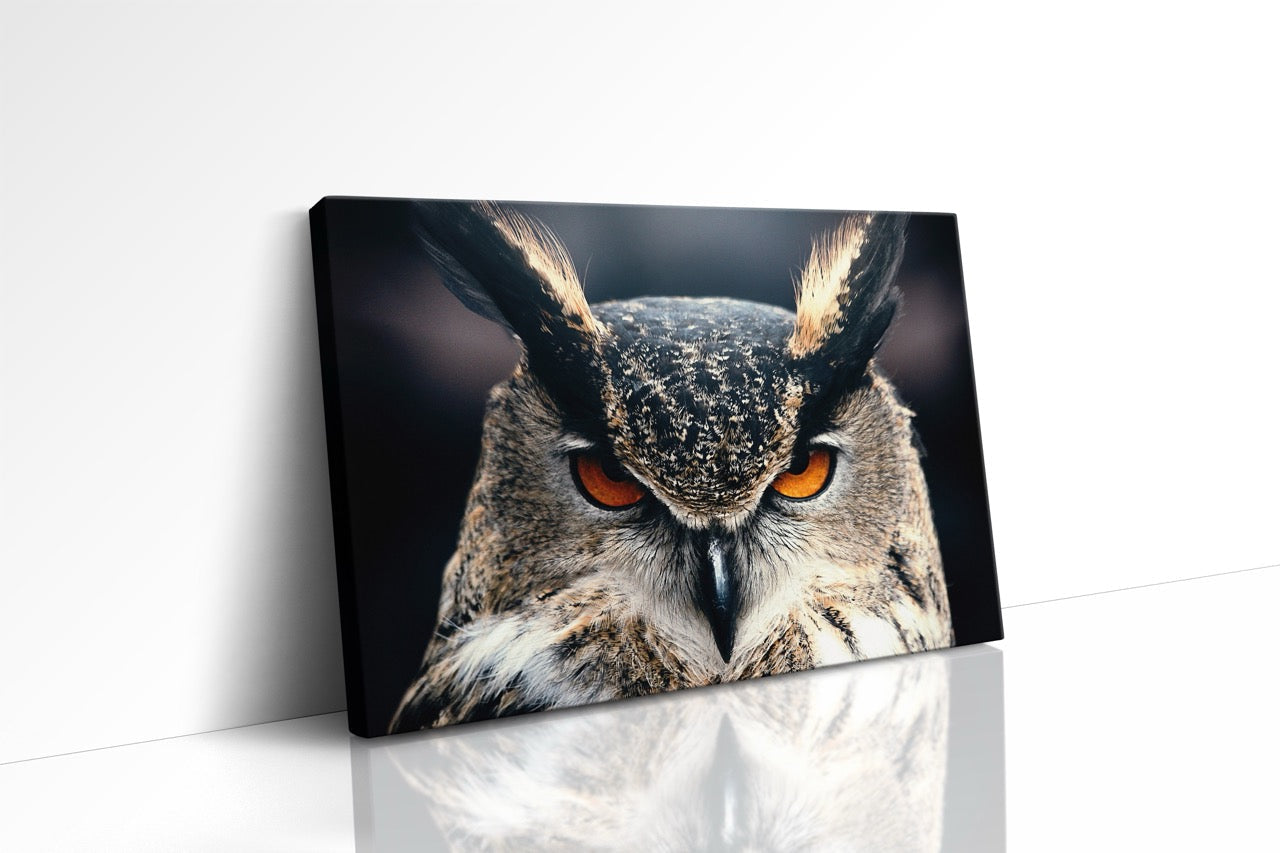 Tablou Canvas Privirea Bufniței