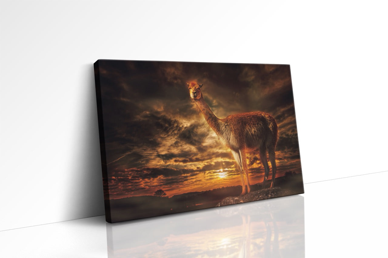 Tablou Canvas Lama