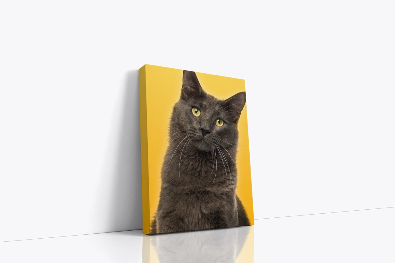 Tablou Canvas Portret Pisica Gri