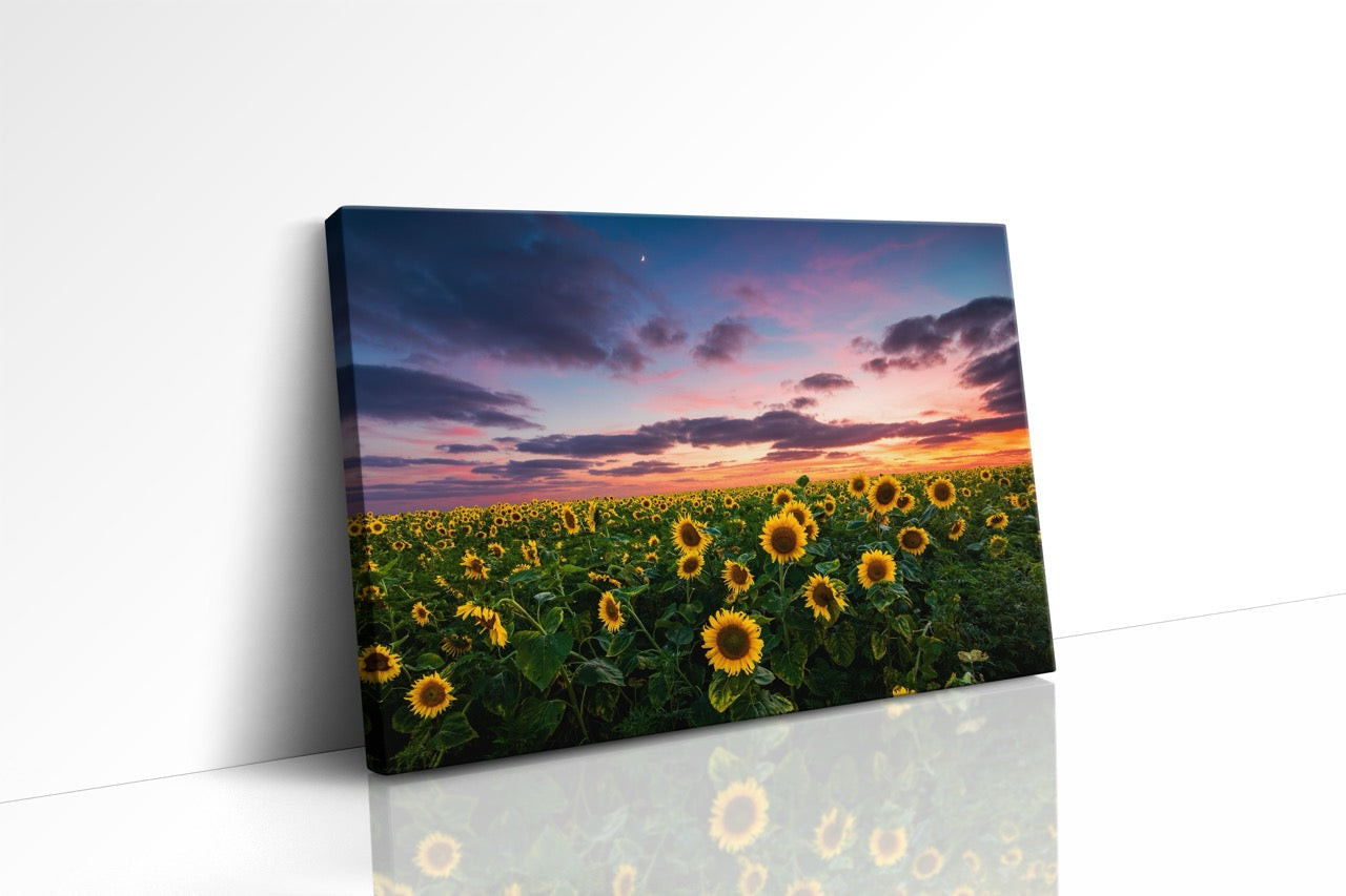 Tablou Canvas Sun Flower