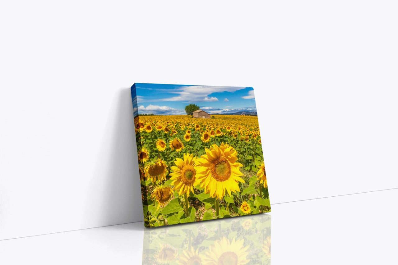 Tablou Canvas Sun Flower II