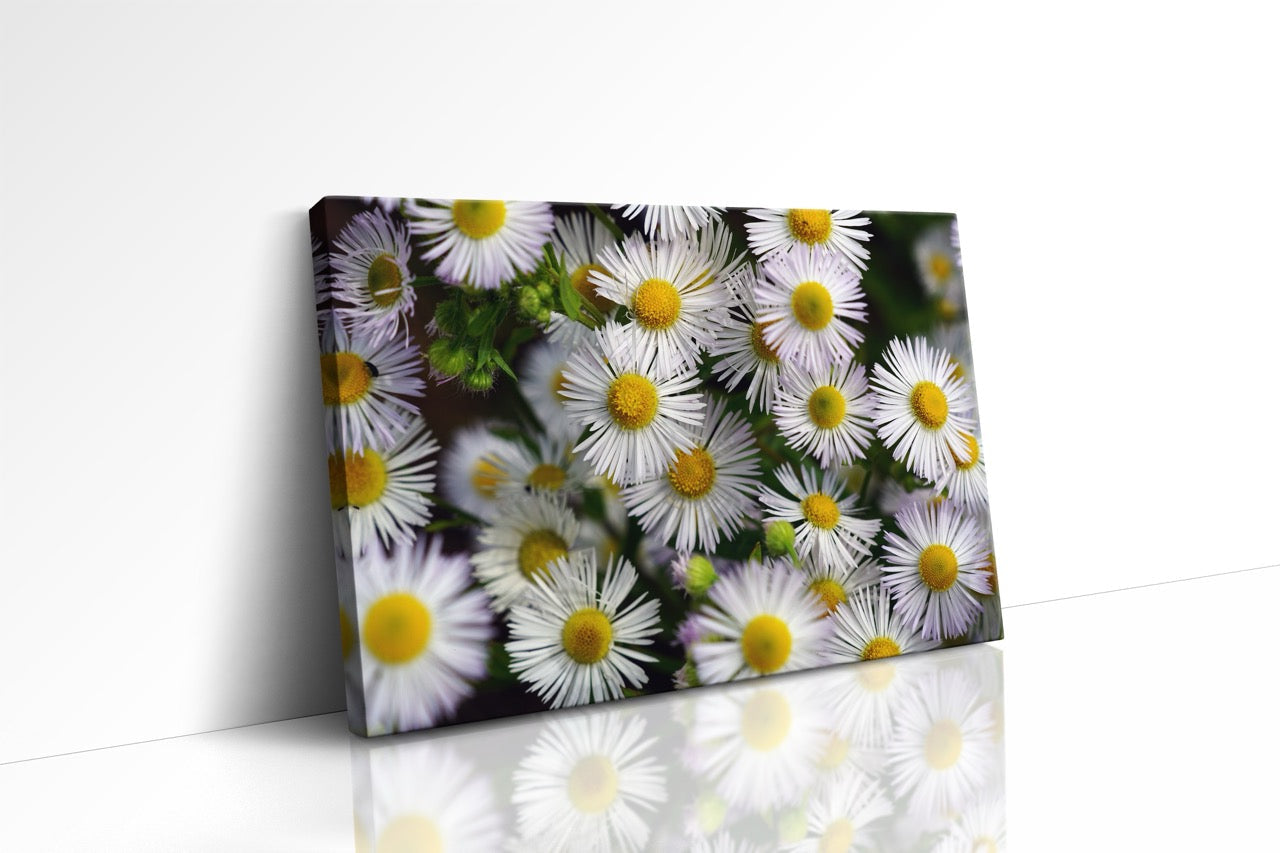 Tablou Canvas White Flower Wall