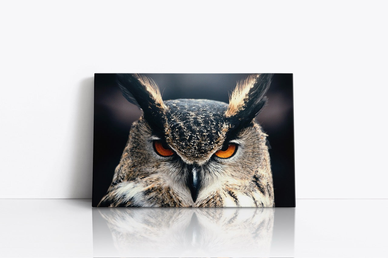 Tablou Canvas Privirea Bufniței