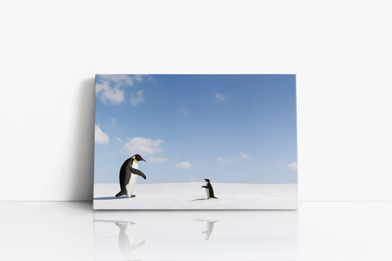 Tablou Canvas Pinguinii