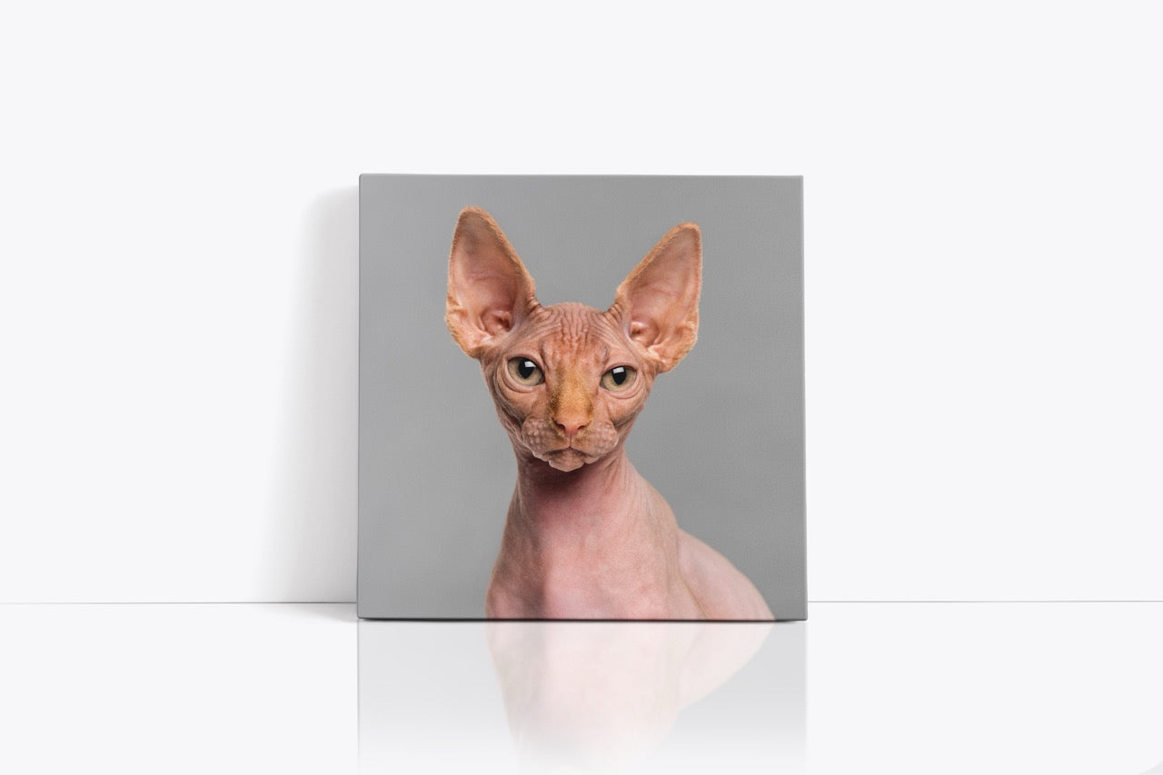 Tablou Canvas Sphynx