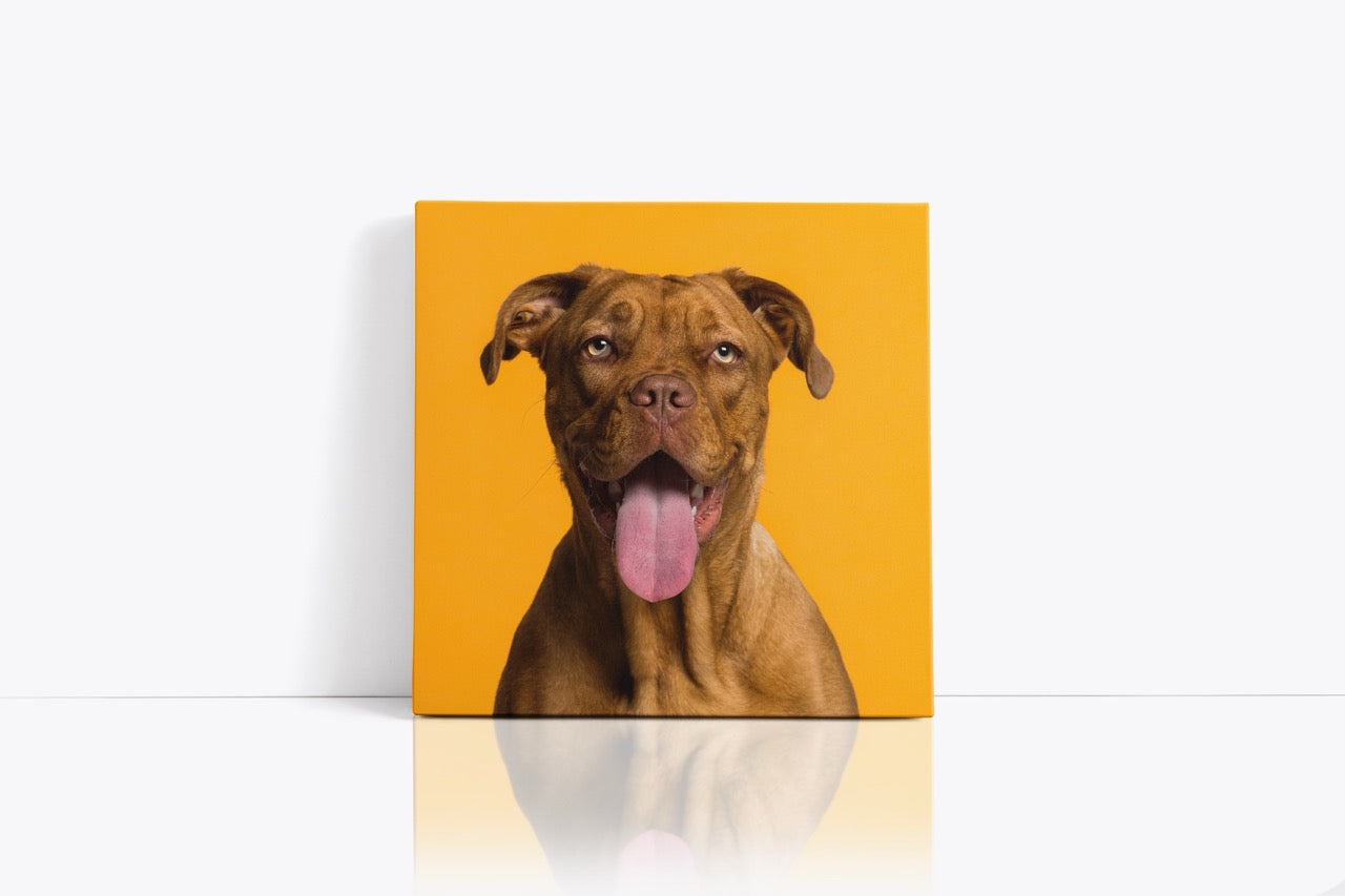 Tablou Canvas Câine Zâmbitor