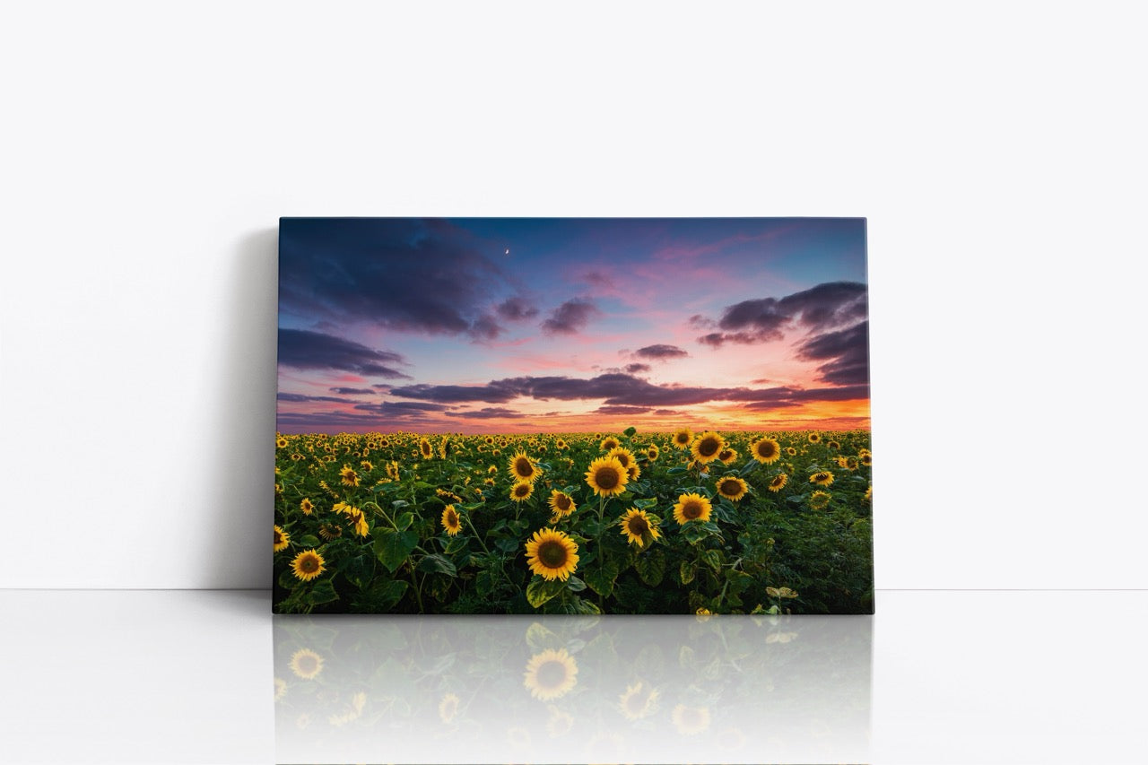 Tablou Canvas Sun Flower
