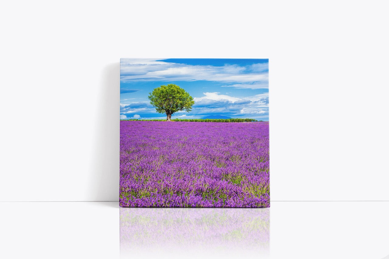 Tablou Canvas Lavanda