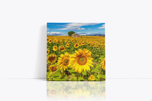 Tablou Canvas Sun Flower II