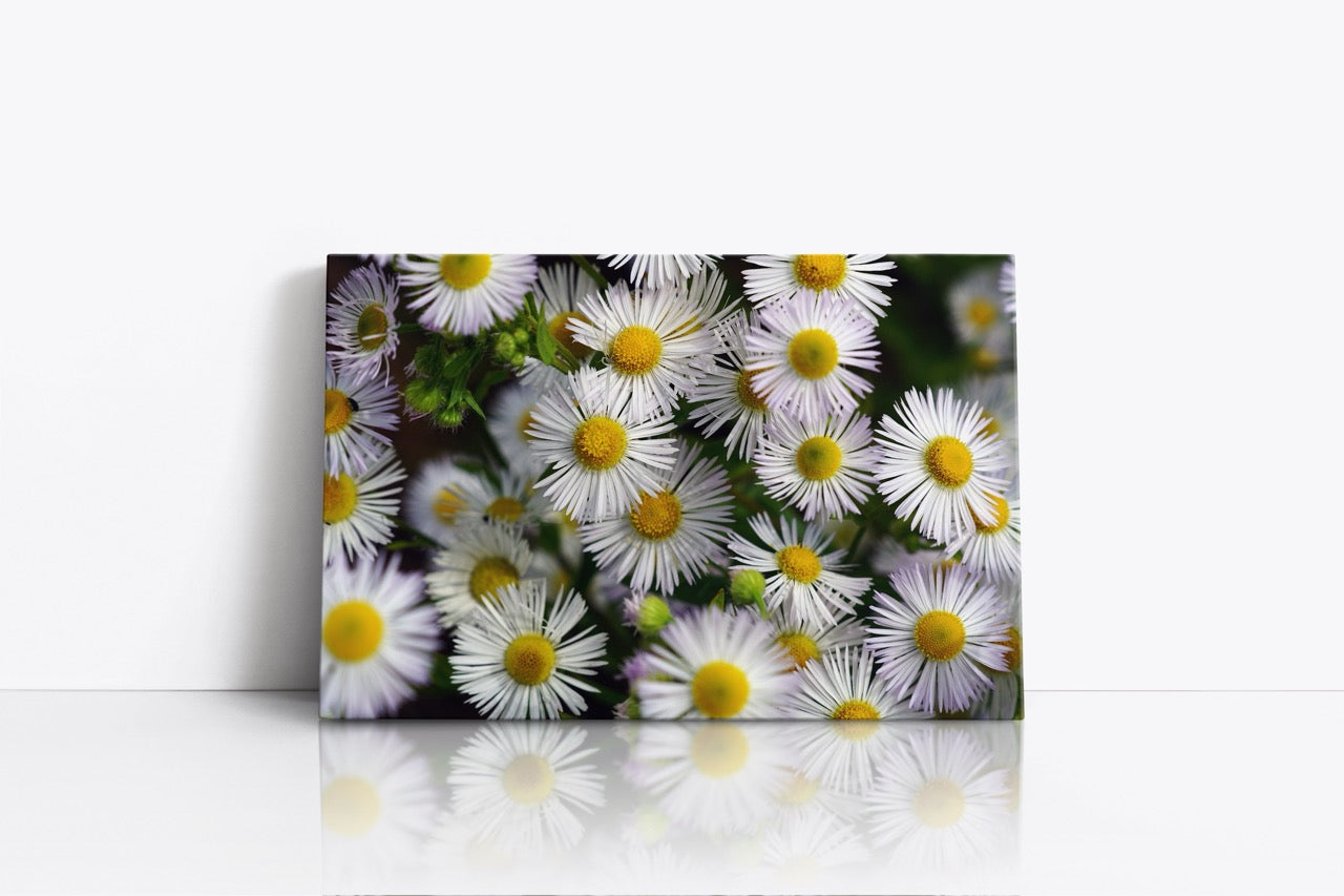 Tablou Canvas White Flower Wall