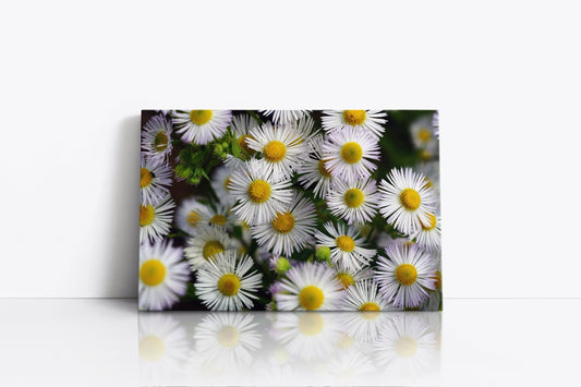 Tablou Canvas White Flower Wall